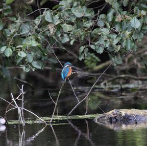 Eisvogel