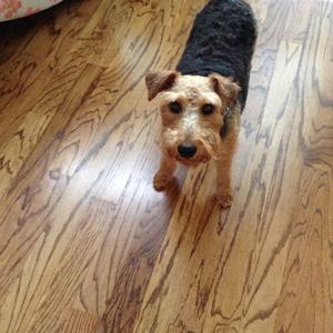 Welsh Terrier