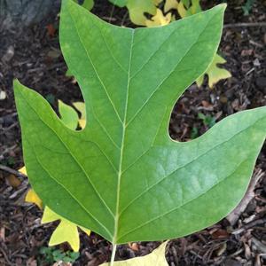 Tulip Tree