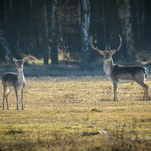 Fallow Deer