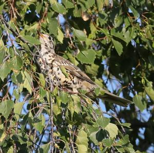 Mistle Thrush