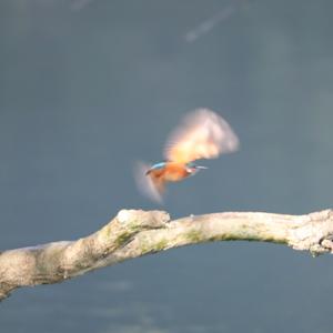 Common Kingfisher