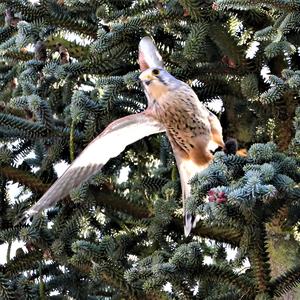 Common Kestrel