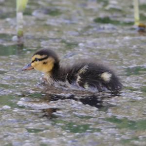 Mallard