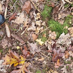 Trumpet Chanterelle