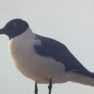 Black-headed Gull