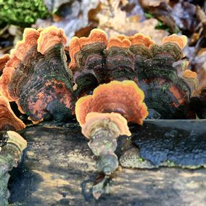 Turkey-tail