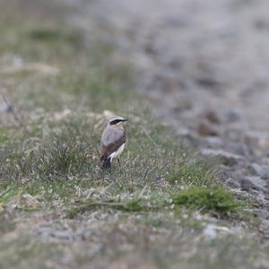 Northern Wheatear