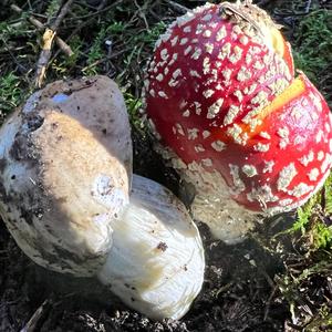 King Bolete