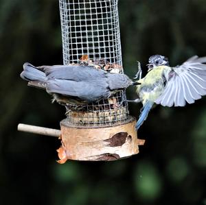 Wood Nuthatch