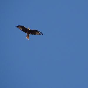 Red Kite