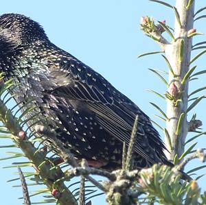 Common Starling