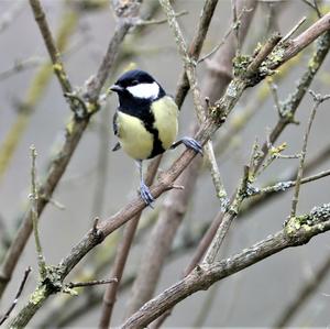 Great Tit