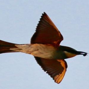 European Bee-eater