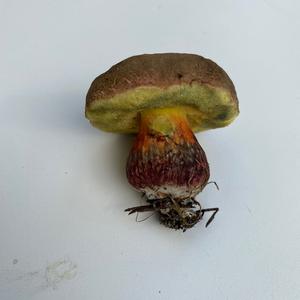 Red-cracked Bolete