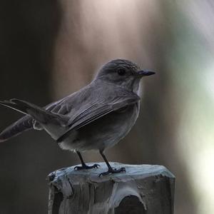 Spotted Flycatcher