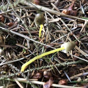 Yellow-stalked Mycena