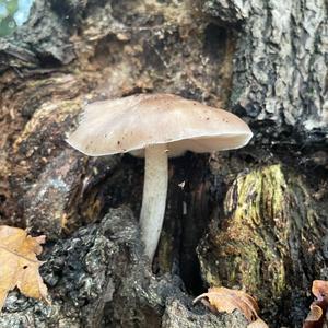 Fawn Mushroom