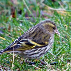 Eurasian Siskin