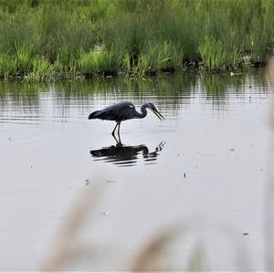 Grey Heron