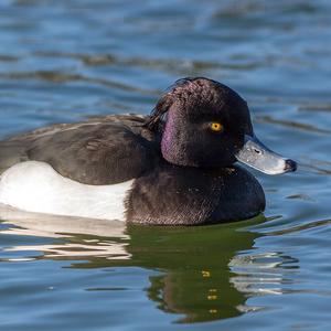 Tufted Duck