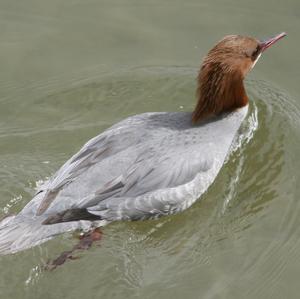 Gänsesäger