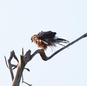 Red Kite