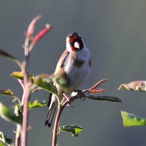 European Goldfinch