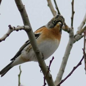 Brambling