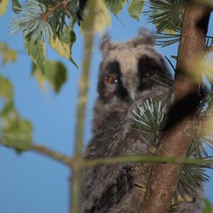 Long-eared Owl