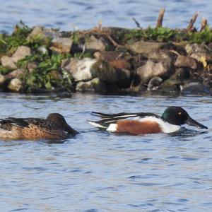 Northern Shoveler