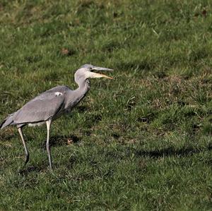 Grey Heron