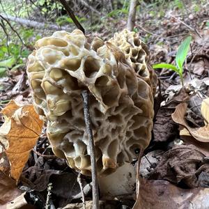 Yellow Morel