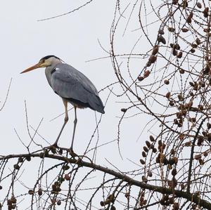 Grey Heron