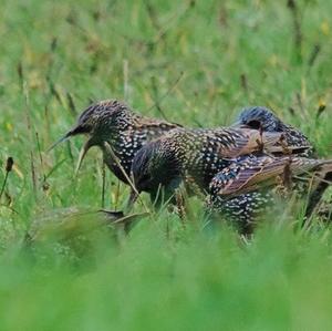 Common Starling