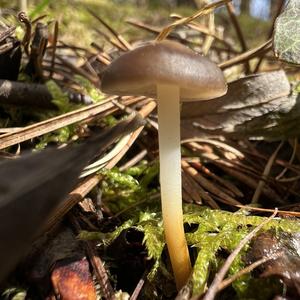 Spruce-cone Toadstool