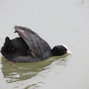 Common Coot