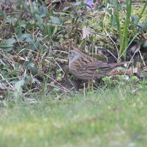 Hedge Accentor