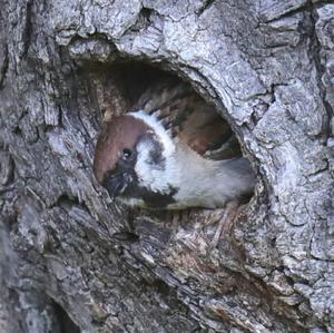 Eurasian Tree Sparrow