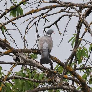 Common Wood-pigeon