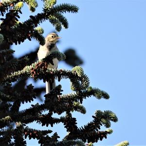 White Wagtail