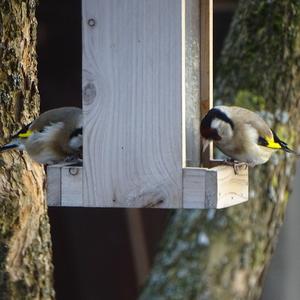 European Goldfinch