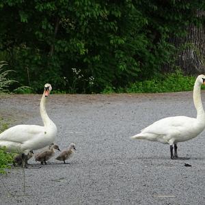 Höckerschwan