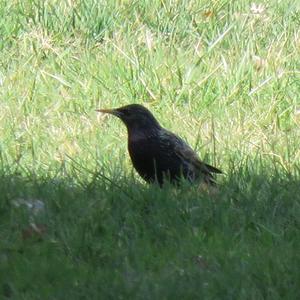 Common Starling