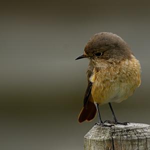 Common Redstart