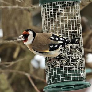 European Goldfinch