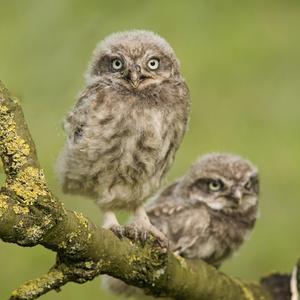 Little Owl