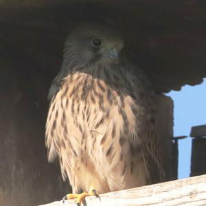 Common Kestrel