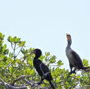 Double-crested Cormorant