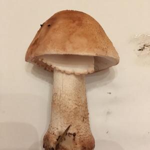 Unbekannte Art